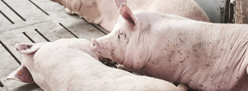 Assurez les venues en chaleur chez les truies ! Assurez les venues en chaleur chez les truies !