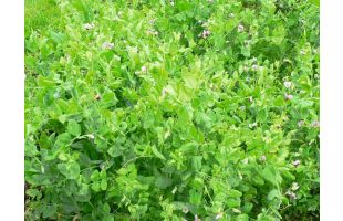 Pois fourrager d'hiver Assas - 25kg