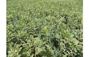 Féverole de printemps Bio - 25kg