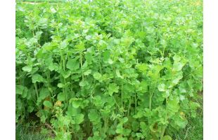 Radis fourrager BIO - 25kg