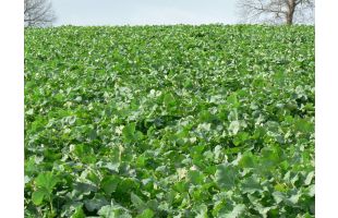 Colza fourrager BIO - 25kg