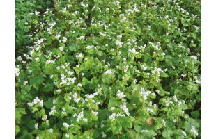 Sarrasin pour couverts BIO - 25kg