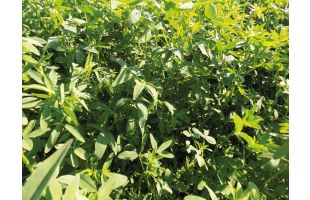 Trèfle d'Alexandrie BIO - 10kg