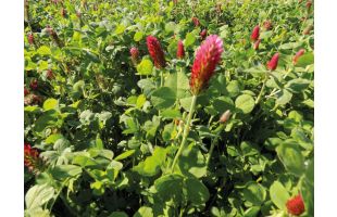 Trèfle incarnat BIO - 10kg