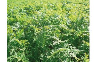 Phacélie BIO - 10kg