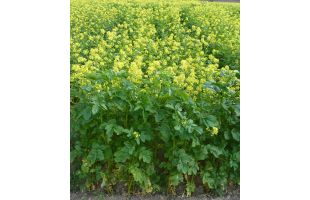 Moutarde blanche BIO - 10kg