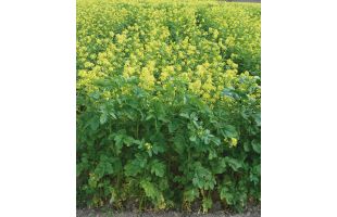 Moutarde blanche BIO - 25kg