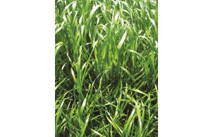 RGI alternatif 4n BIO - 10kg