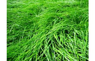 RGA diploïde demi-tardif BIO