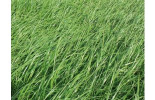 RGI alternatif 2n BIO