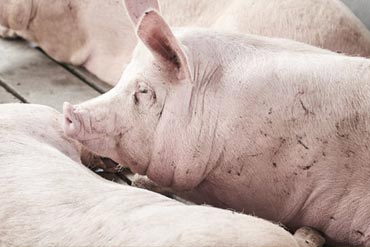 Assurez les venues en chaleur chez les truies !