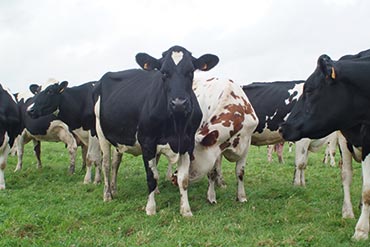 Comment traiter la dermatite interdigitée ou maladie de Mortellaro ?