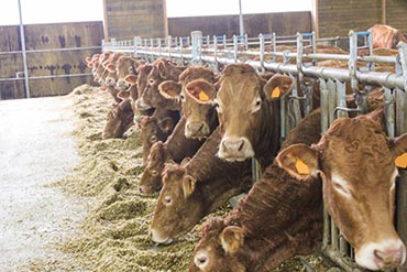 Pourquoi changer vos couteaux de mélangeuse ?