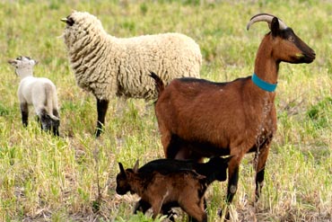 Ovin, Caprin : Pourquoi utiliser des hépato-protecteurs?